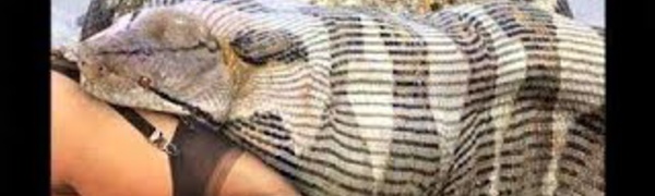 Anaconda, Le Serpent Géant