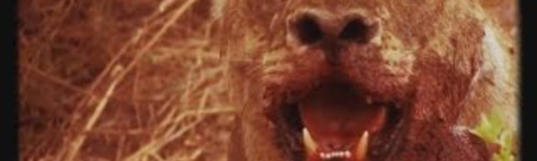 La puissance et l'intelligence du roi de la savane : Le Lion 