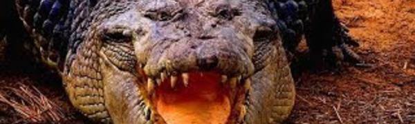 Crocodile vs serpent géant  -  Documentaire animalier