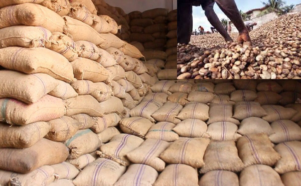 Cajou : la Casamance face à une mévente malgré 150 000 tonnes exportées, les acteurs appellent l’État à miser sur la transformation locale