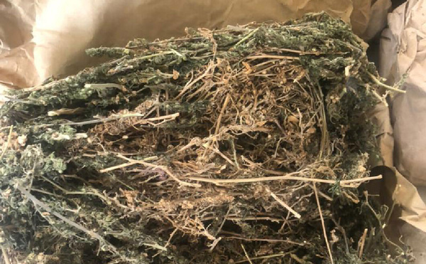 Trafic de drogue à Dieuppeul-Derklé : Interpelé en possession d’un cornet de chanvre, un individu tombe avec d’autres lots de stupéfiants