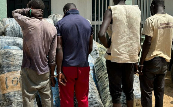 Culture et détention en vue de trafic et d’usage de chanvre indien : Six  individus arrêtés par l’OCRTIS