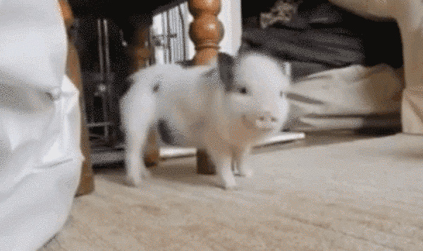 Ce bébé cochon danse mieux que vous sur « Work » de Rihanna