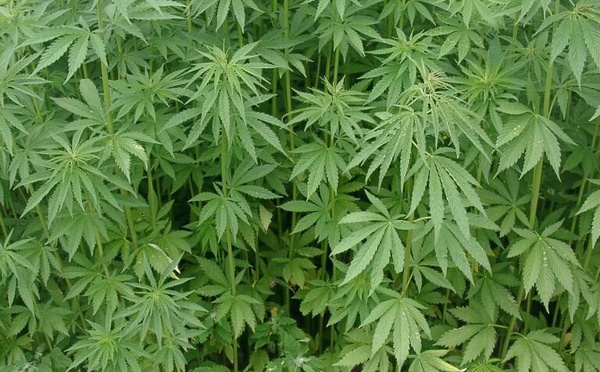 Stupéfiants : la Brigade régionale de Kaolack démantèle un champ de chanvre