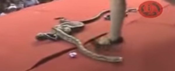 Vidéo - Une chanteuse meurt après avoir été mordue par un cobra sur scène