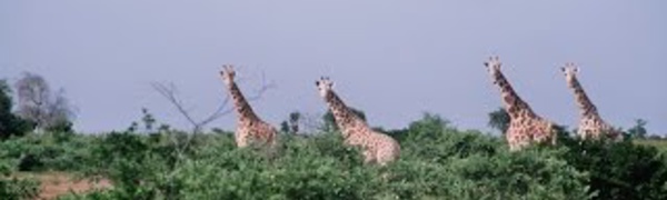 La Girafe : l'histoire de la dernière Girafe 