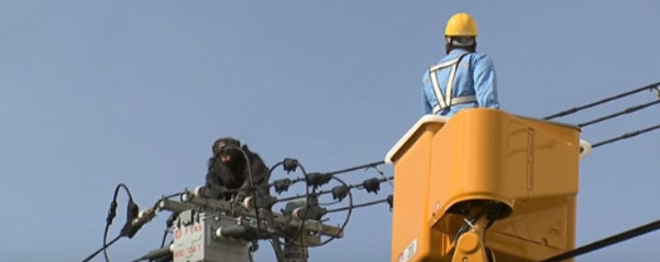 Un singe s'échappe et s'offre une balade dans la jungle urbaine