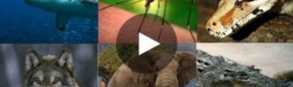 Les créatures et animaux les plus dangereux du monde - Spécial investigation 2016
