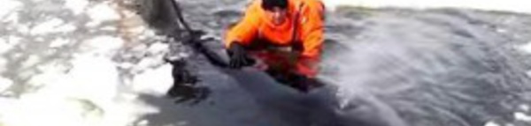 Les secours sauvent une famille d’orques coincée dans les glaces. Mais ce qui arrive au dernier épaulard est d’une tristesse absolue.