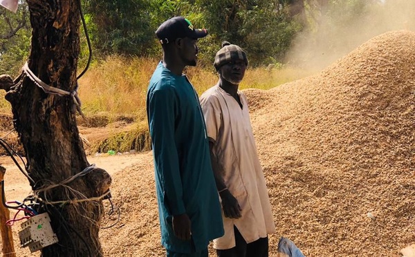 Diombato / Crise de la commercialisation de l’arachide : Modou Thiam lance un cri d’alarme à l’État, depuis le louma de Touba Mouride