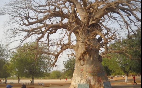 L’appel du Baobab : 60 ans de mémoire, un seul souffle