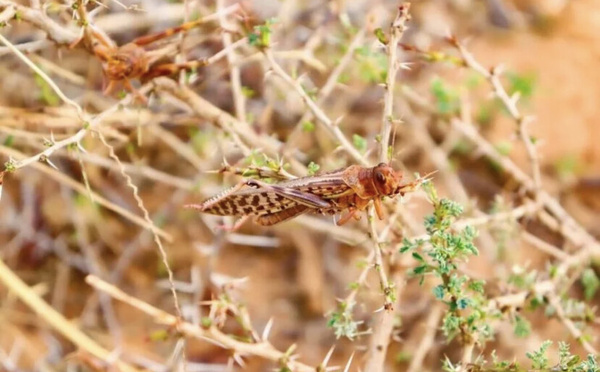 Criquets pèlerins : Le Sénégal renforce la riposte pour protéger les cultures dans le nord
