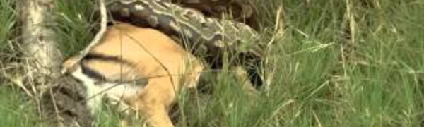 L'île aux léopards - Documentaire animalier 2016 