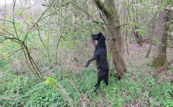 Un promeneur se balade dans une forêt allemande. Soudain il tombe sur ce chien pendu à un arbre!