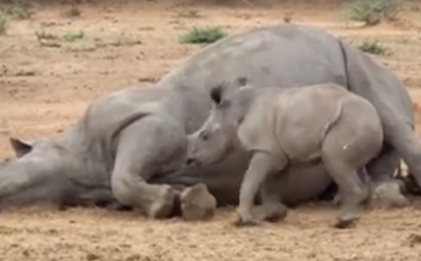 Le bébé rhino veut réveiller sa maman tuée par des braconniers. Mais regardez ce que le petit est devenu ensuite!