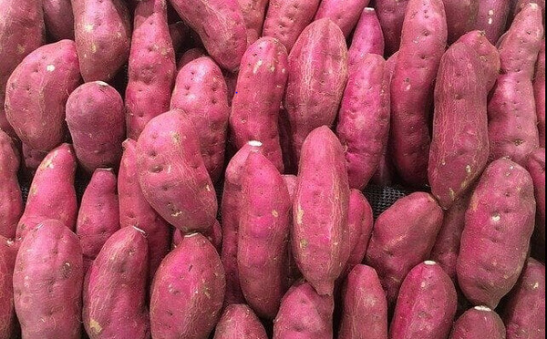 Baisse de production de la patate : Le sel grignote les terres du lac de Guiers