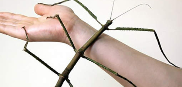 Voici l'insecte le plus long du monde