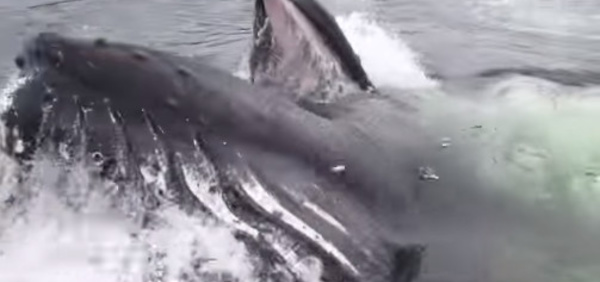 Quand une énorme baleine surgit dans un petit port de plaisance