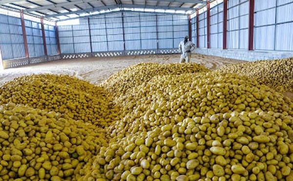 Pommes de terre : Les ventes des agro-industries suspendues dès le 28 février prochain