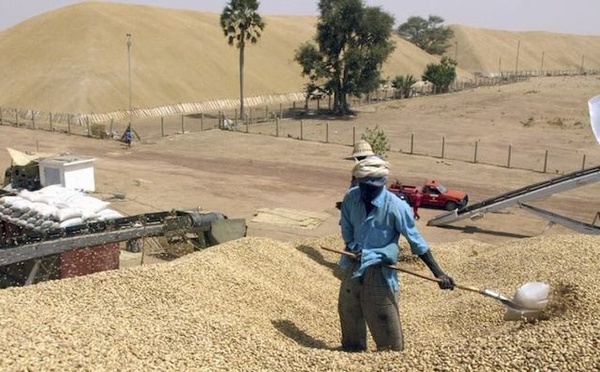 Collecte arachidière : La SONACOS franchit le cap des 205 000 tonnes