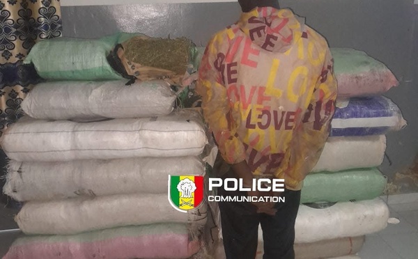 Sédhiou : 179 kg de chanvre indien saisis par la Brigade des Stupéfiants