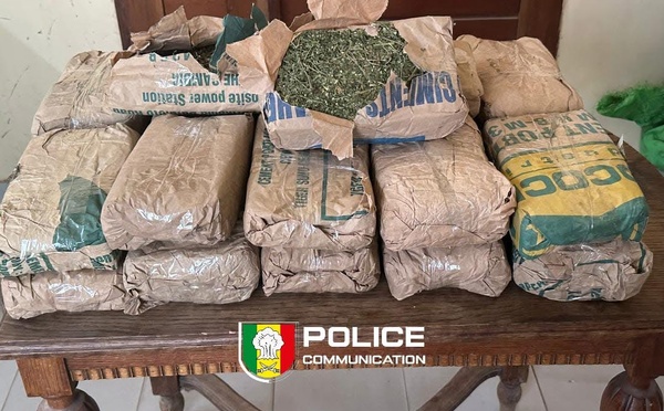 Saisie de 23 kg de chanvre indien par le Commissariat urbain de Saly