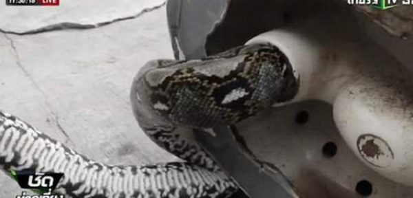 Aux toilettes, il se fait mordre le sexe par un python de trois mètres