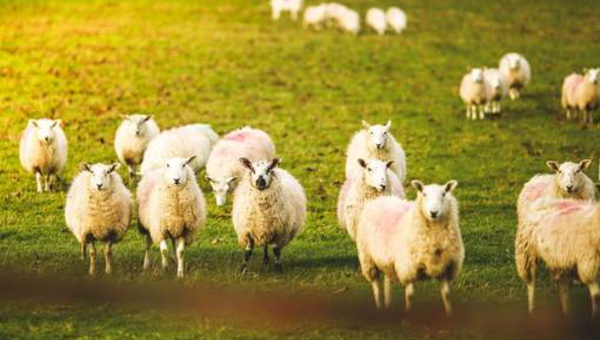 Des moutons défoncés au cannabis menacent un village gallois