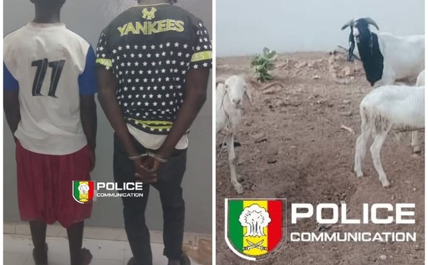 Vol de bétail : deux suspects arrêtés, un complice en fuite