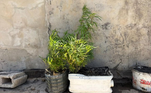 Trafic de drogue à Dakar : un cultivateur à domicile arrêté par la Gendarmerie à Grand-Yoff