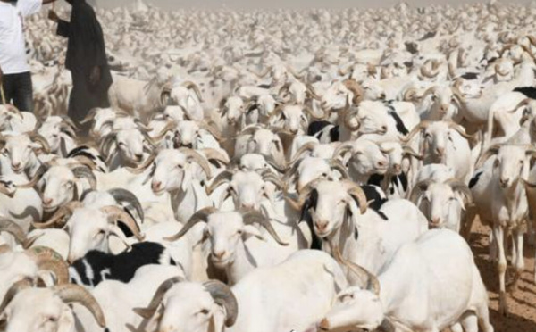 Tabaski 2026 : l’État renforce son dispositif pour sécuriser l’approvisionnement en moutons