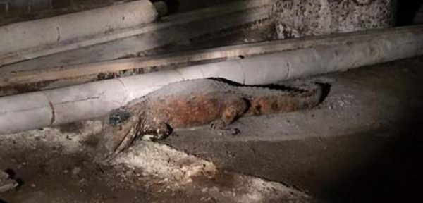 La police d'Amsterdam découvre un crocodile dans une cave