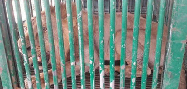 Des lions placés en garde à vue