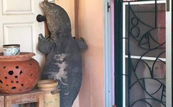 Toc toc toc, qui est là? Un varan tente de rentrer dans une maison