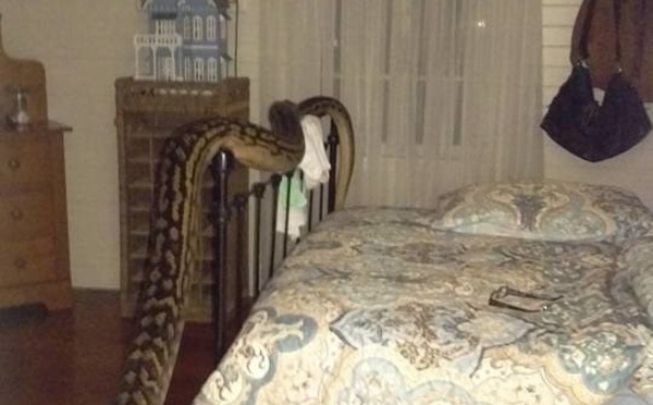 Cette femme a été réveillée en pleine nuit par un python de 4,9 mètres