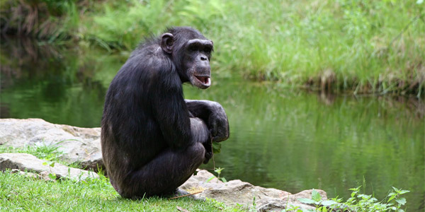 Un homme saute courageusement dans l’enclos pour sauver le chimpanzé