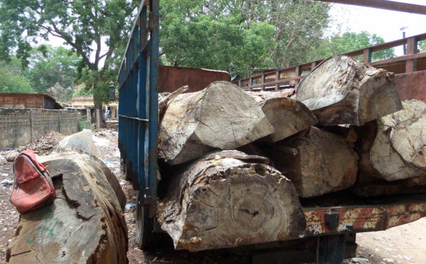 Voici les camions des traficants gambiens saisis par les agents des eaux et forêts de Bignona