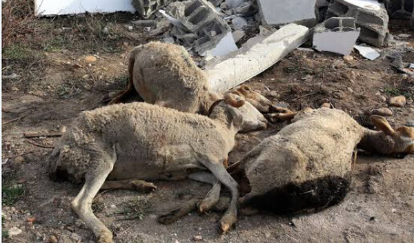 HLM 6 : un homme interpellé après une tentative de vente de viande de mouton impropre à la consommation