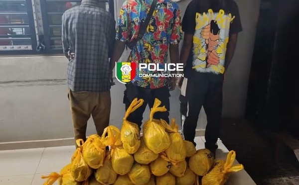 Bignona : trois individus interpellés avec 20 kg de chanvre indien