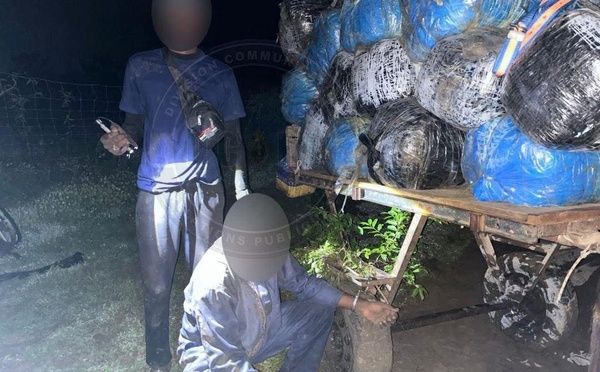 427 kg de chanvre indien saisis : un débarquement clandestin déjoué à Mbodiène