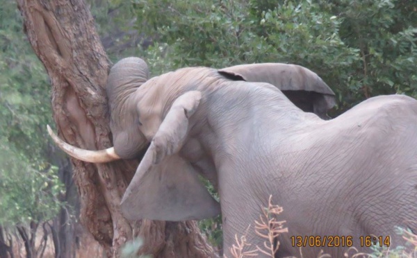 Un éléphant sauvé après qu'une balle a été retirée de son crâne