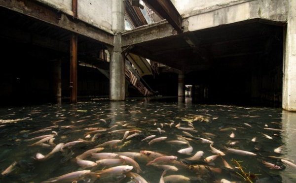 Un centre commercial abandonné, occupé par des poissons.