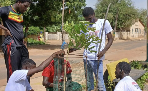 Touba : les jeunes de Kiiraay plantent 150 arbres dans les écoles et espaces publics