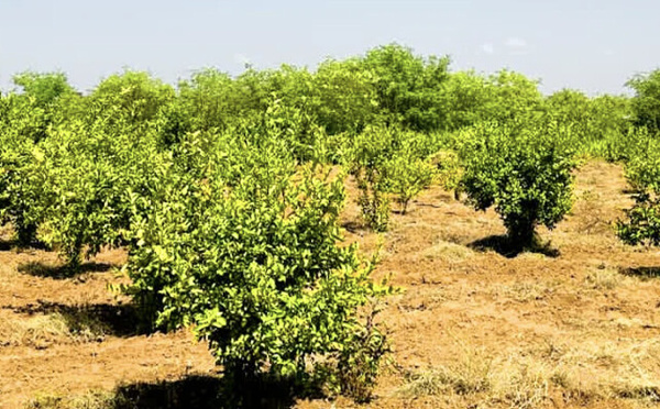 Thilogne : une association mise sur l’agroécologie pour booster la souveraineté alimentaire