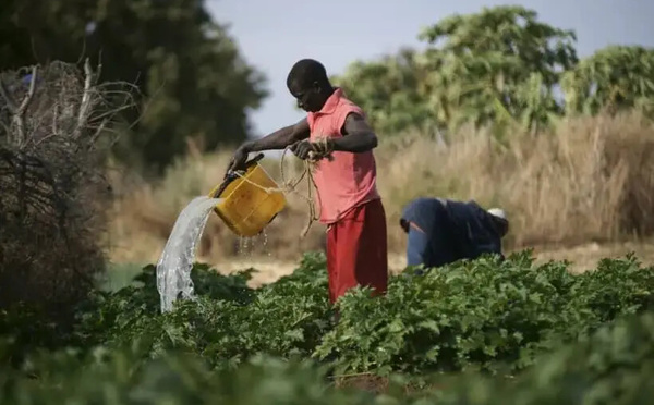 La diaspora sénégalaise en Allemagne, un trait d'union culturel et économique