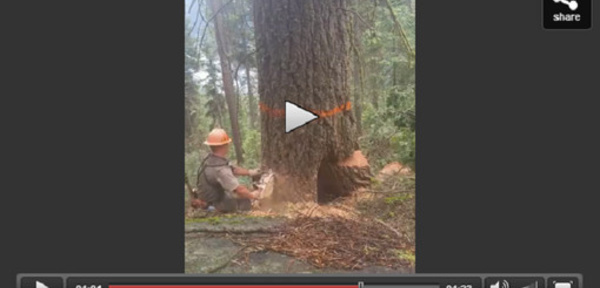 Quand l'arbre se venge de son bûcheron