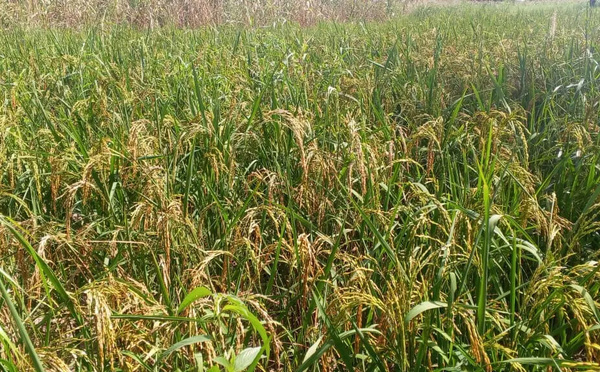 Kaolack : le riz pluvial gagne du terrain dans le bassin arachidier