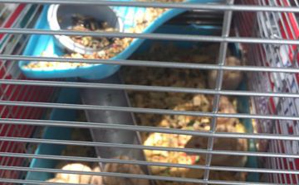 Des ado qui jouaient à Pokemon finissent par sauver de vrais animaux