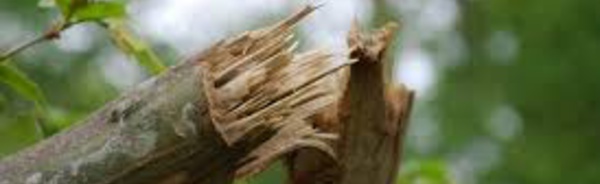 Un homme retire un gros bout de bois de la jambe de son ami... AÏE !