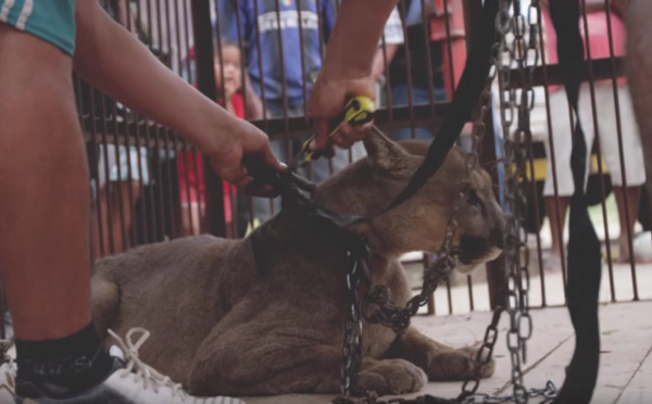Au Pérou, un puma retenu depuis 20 ans dans un cirque enfin libéré